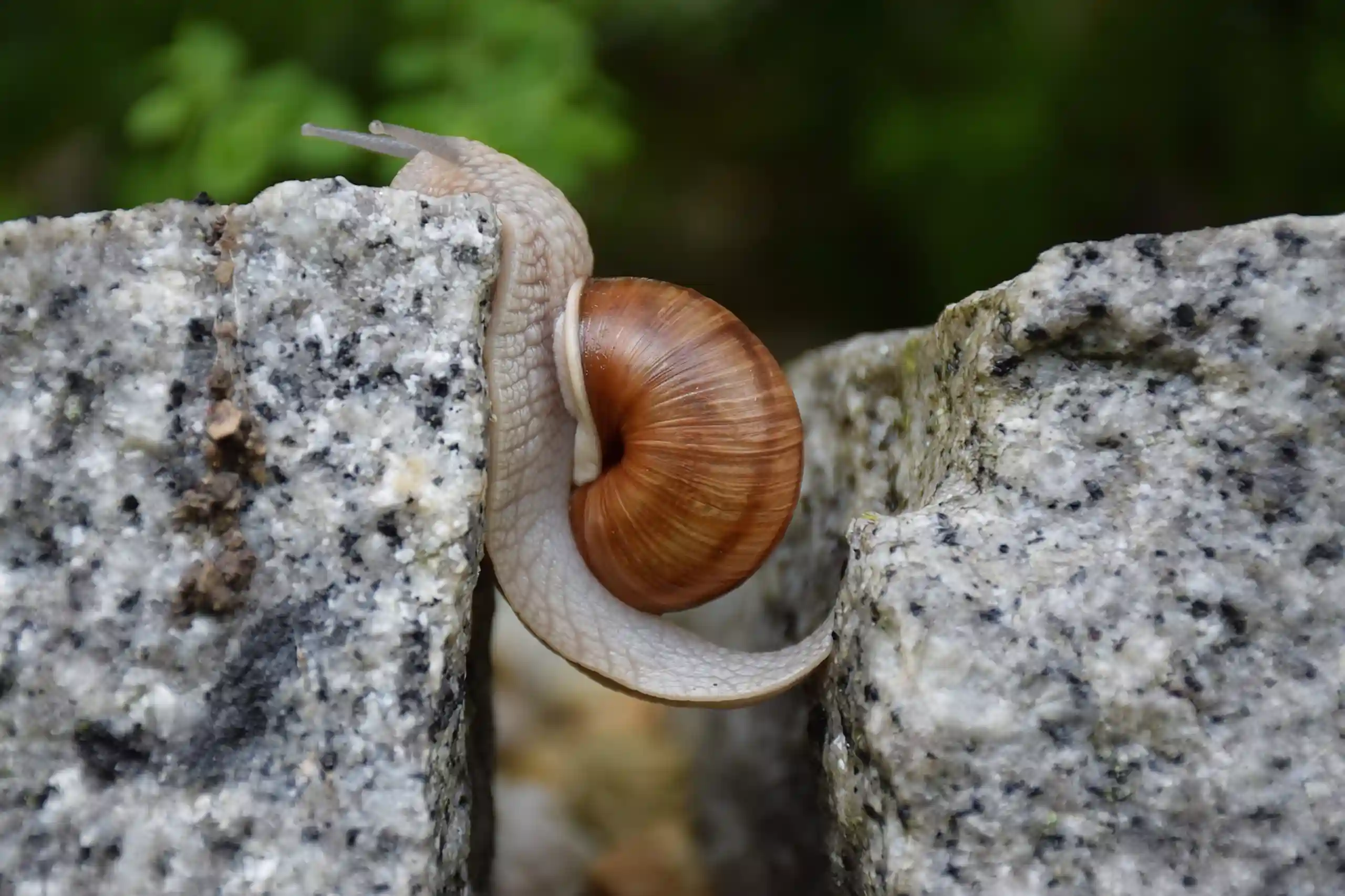 Imagen de un caracol en difícil situación, como imagen destacada de la entrada La voluntad herramienta humana poderosa